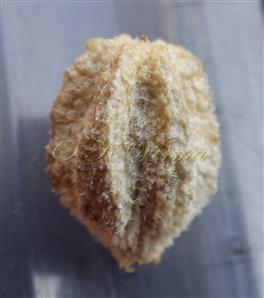  Fruit (Endocarp)